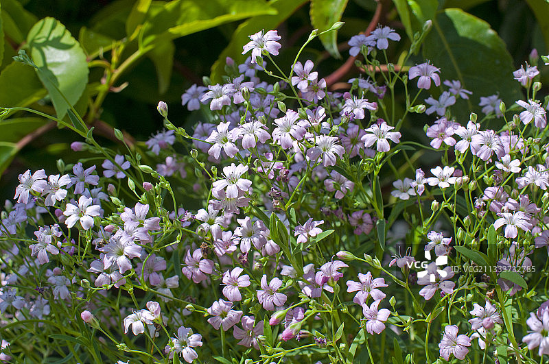 花园里盛开的矮小满天星图片素材