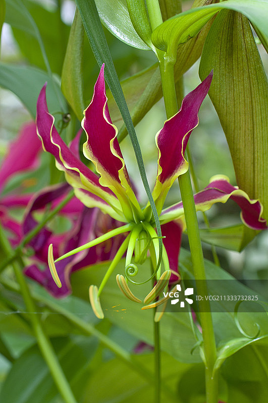 花园中盛开的火焰百合图片素材