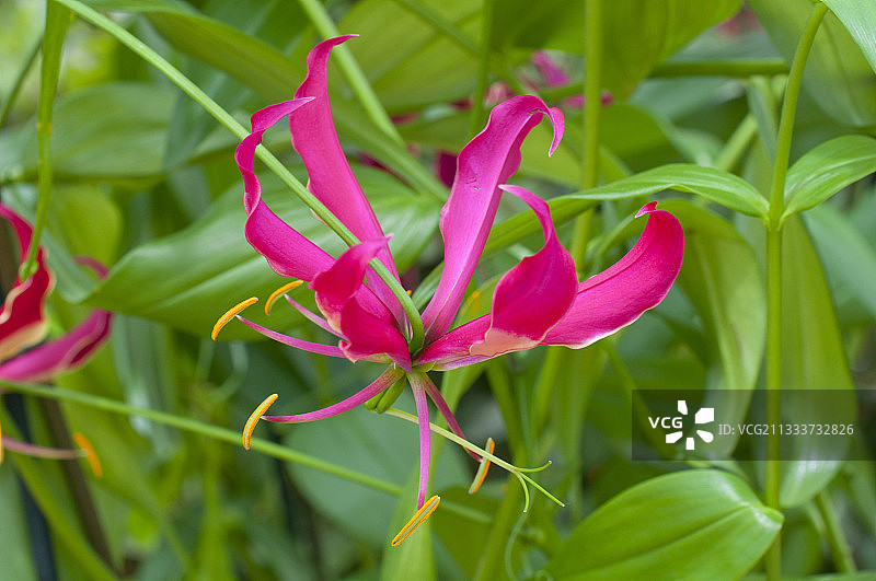 花园中盛开的火焰百合图片素材