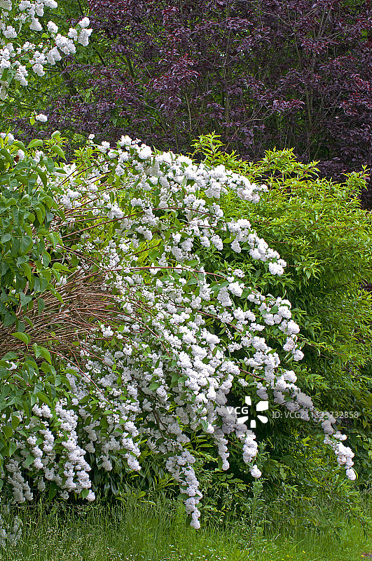 绽放在花园中的白色醉鱼草图片素材