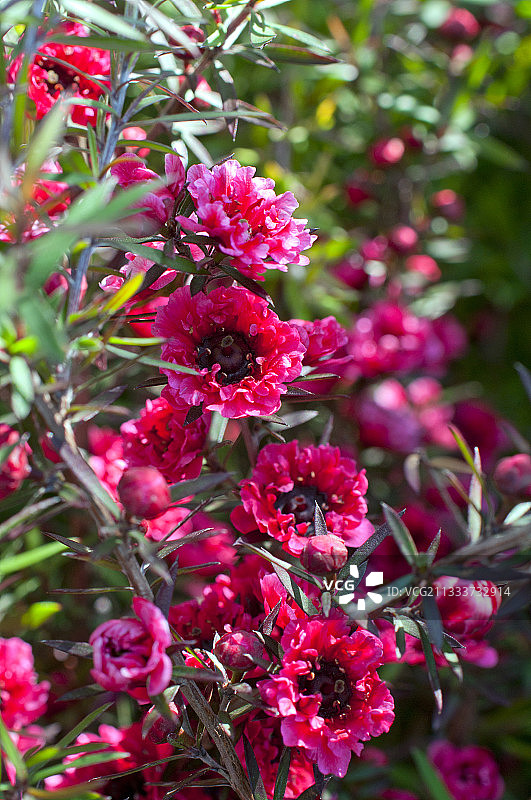 花园里的茶树扫帚图片素材