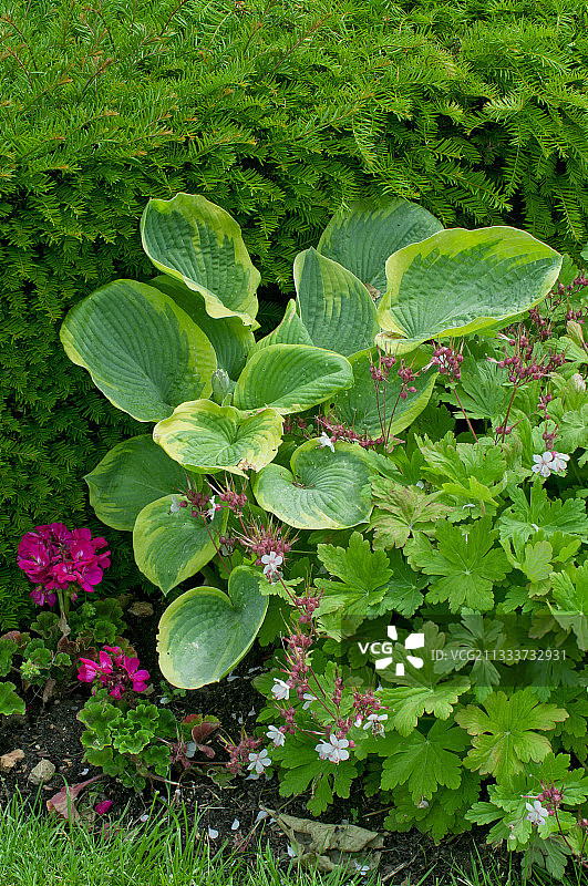Hosta和Madiera crane - bill 'Guernsey White'在花园里图片素材