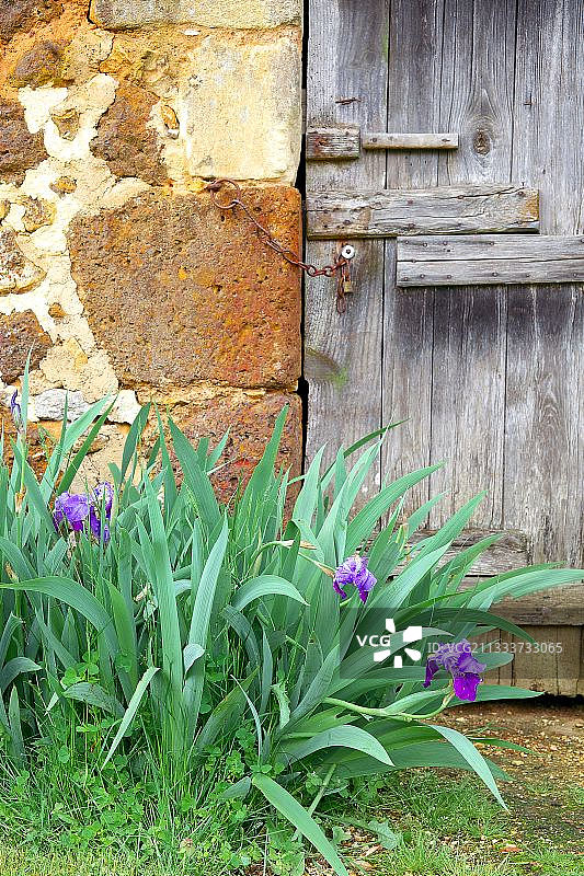 老谷仓门前的盛开鸢尾花图片素材