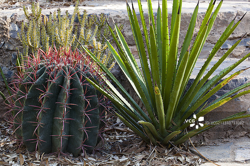 园丁： 奥萨特和毛里埃雷斯图片素材