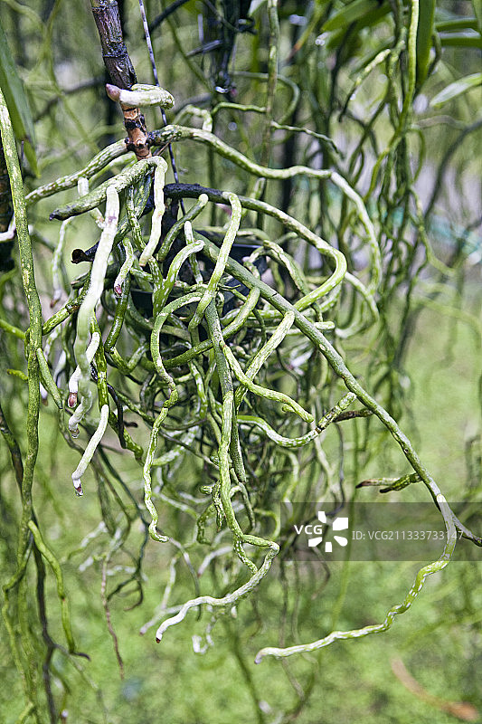 泰国温室中的万代兰根图片素材