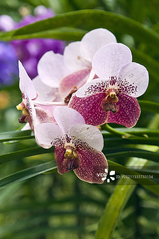 泰国温室中的万代兰图片素材