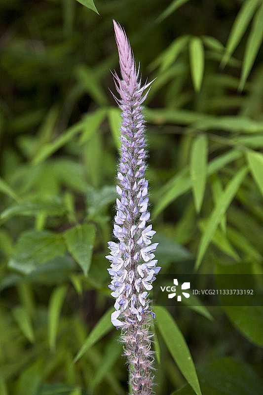泰国的花朵图片素材