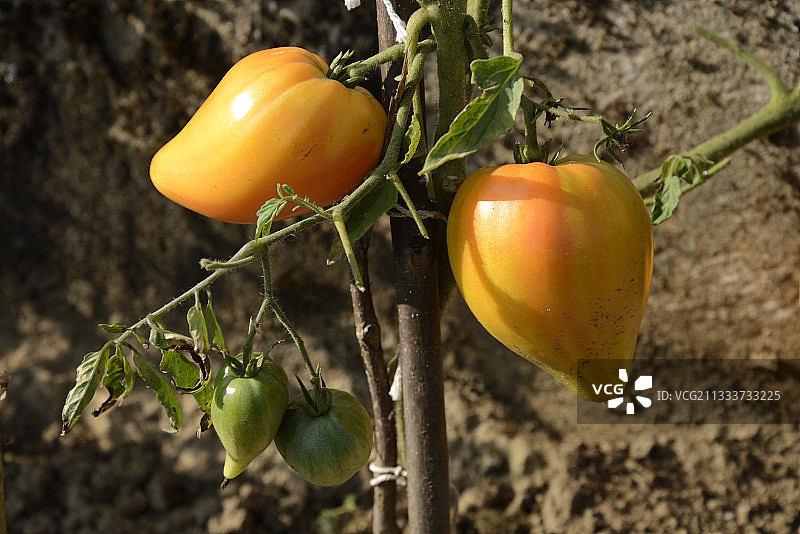 夏季菜园里的番茄-法国图片素材