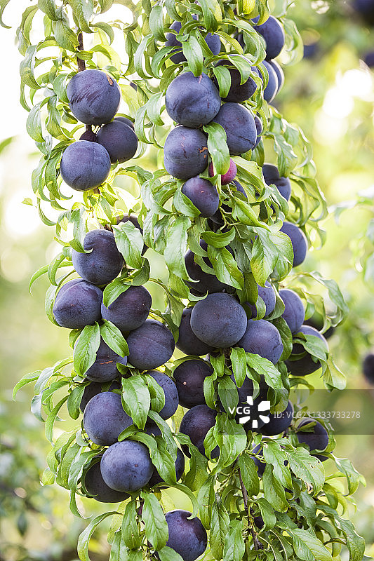 花园里的“红嘎吱”李子树图片素材