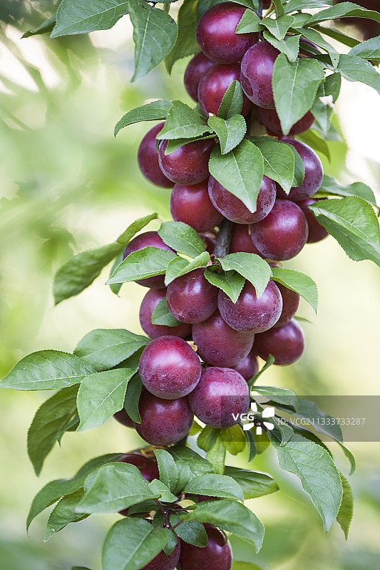 花园里结果的‘红脆’诃子李树图片素材