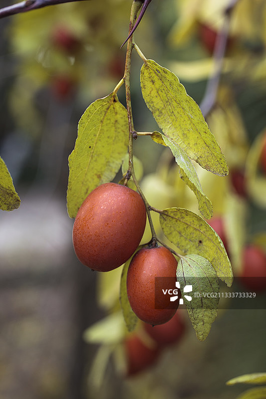 花园里结满果实的枣树图片素材