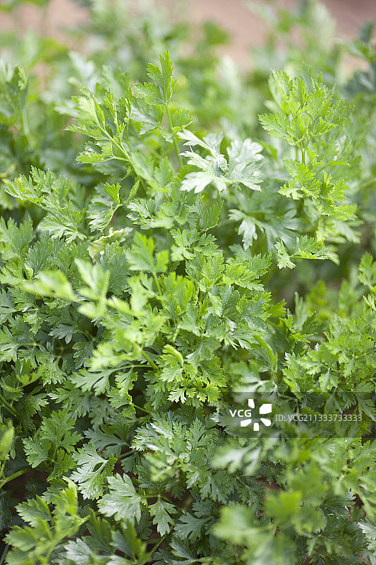 厨房花园中的扁平欧芹图片素材