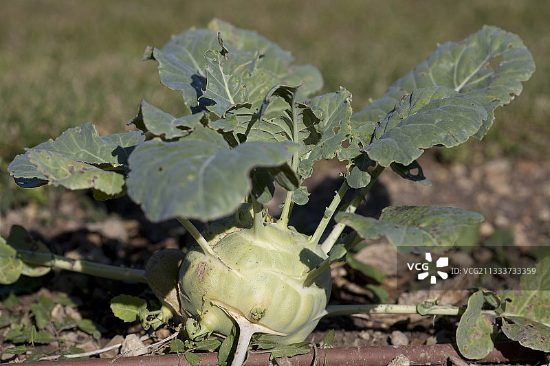 秋季菜园里的球茎甘蓝图片素材
