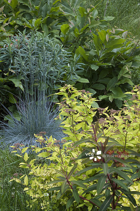 蓝羊茅图片素材