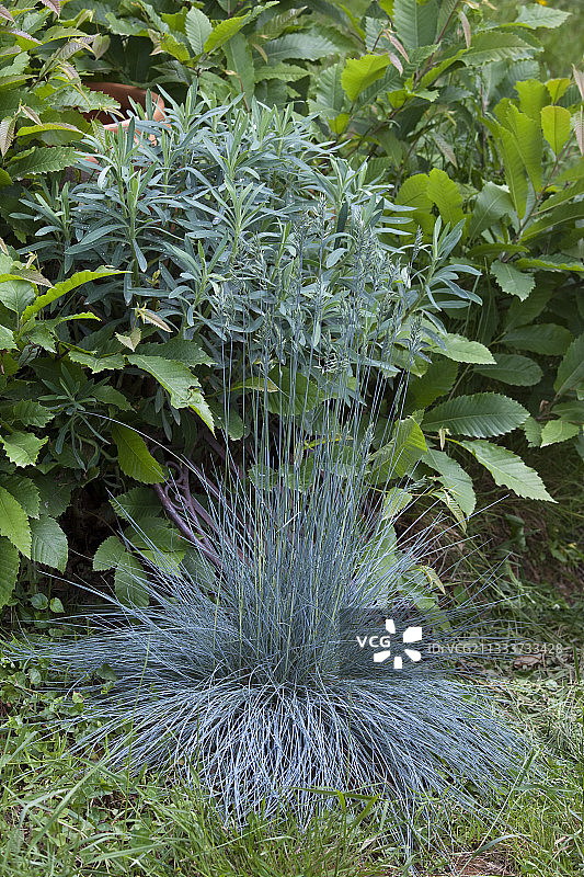 花园中的羊茅和大戟图片素材