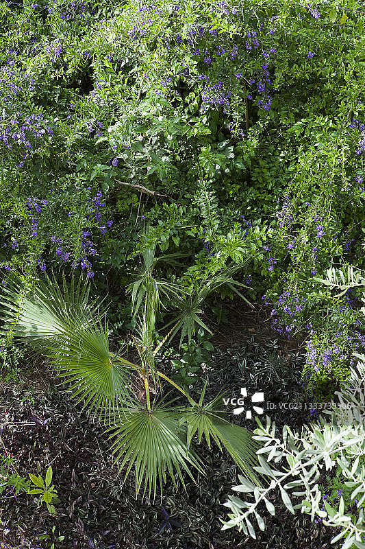 加利福尼亚州棕榈树和金露花图片素材