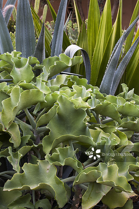 花园里的卡兰乔莲图片素材