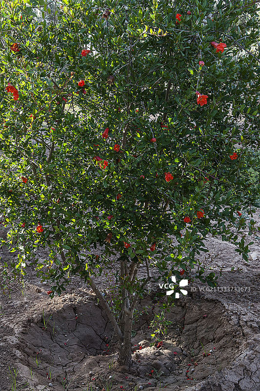 花园中盛开的石榴花图片素材