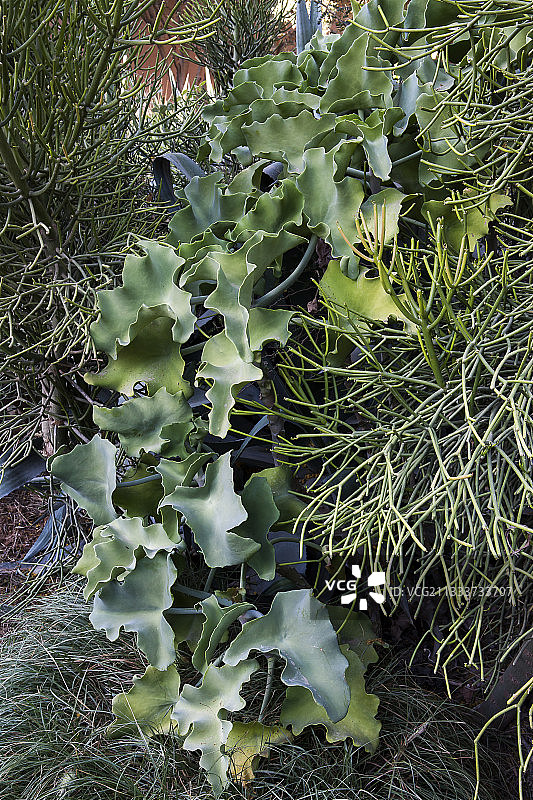 园林设计师：Ossart和Maurieres图片素材