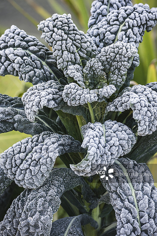 秋季菜园中覆盖着霜冻的萨瓦白菜图片素材