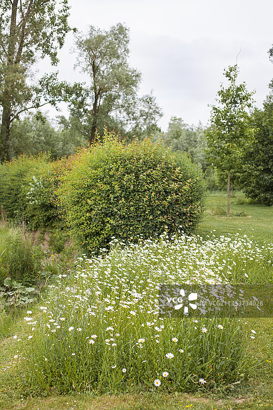 花园里盛开的滨菊图片素材