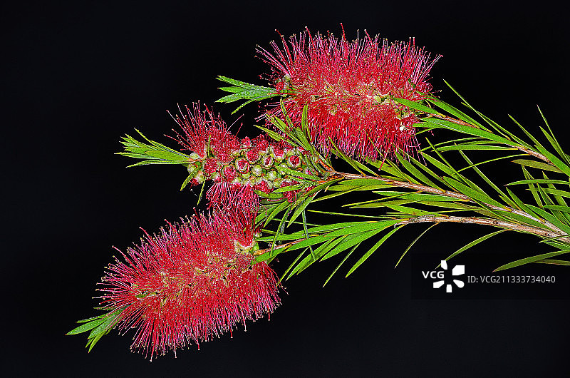 黑色背景红千层花图片素材