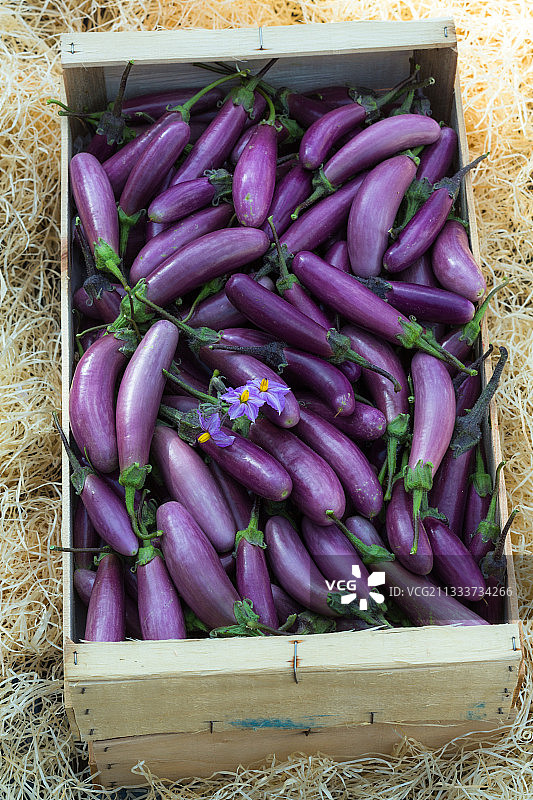 ‘迷你’茄子的收获图片素材