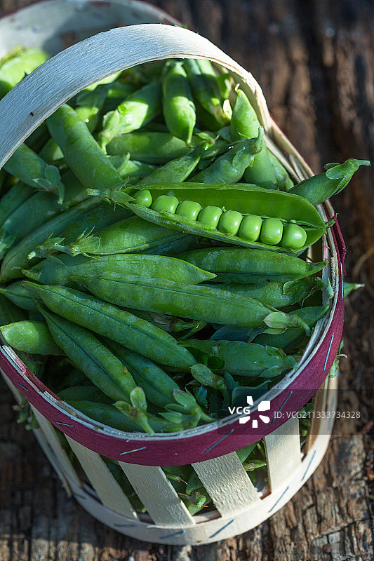菜园豌豆丰收图片素材