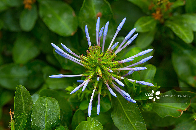 花园里含苞待放的蓝雪花图片素材