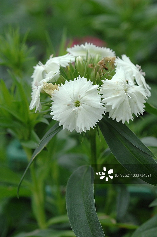 花园中盛开的石竹花图片素材