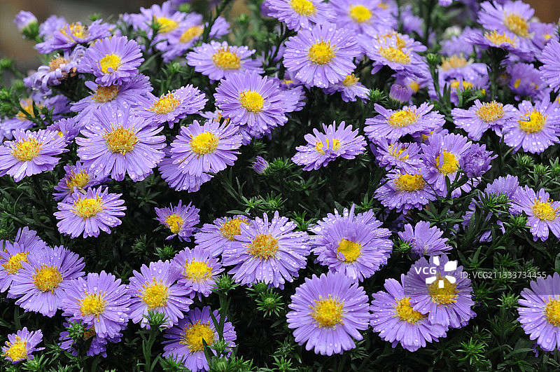 花园里盛开的蓬松紫菀花图片素材