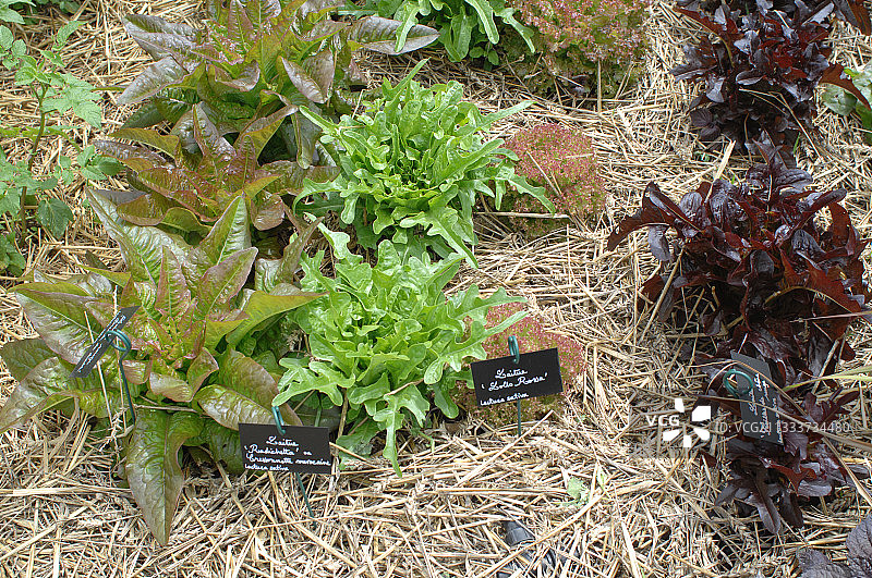 厨房花园中的生菜秸秆覆盖图片素材