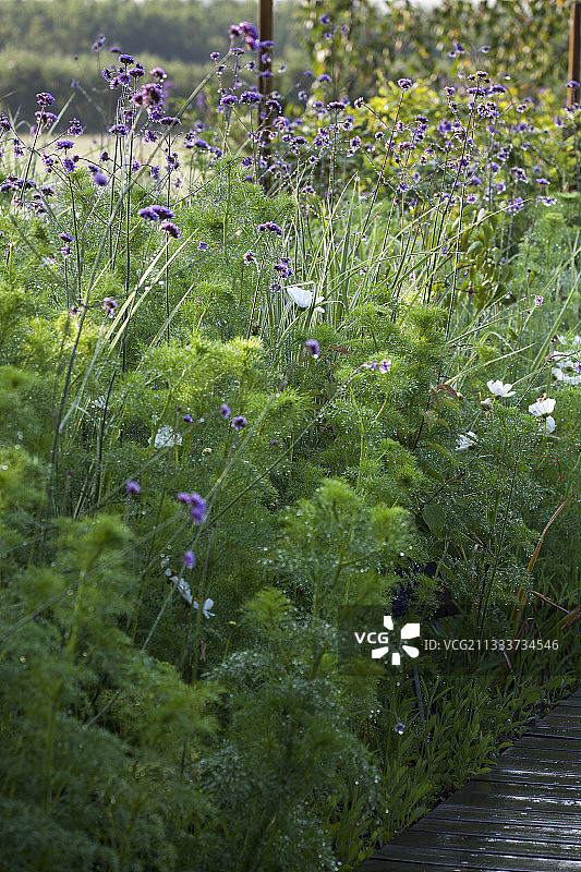 好奇者的菜园图片素材