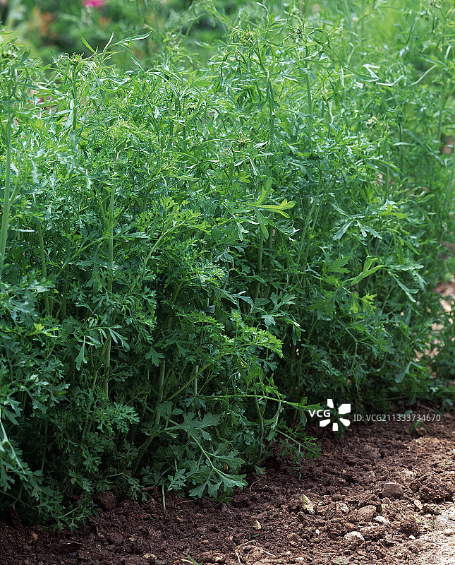 厨房花园里的豆瓣菜图片素材