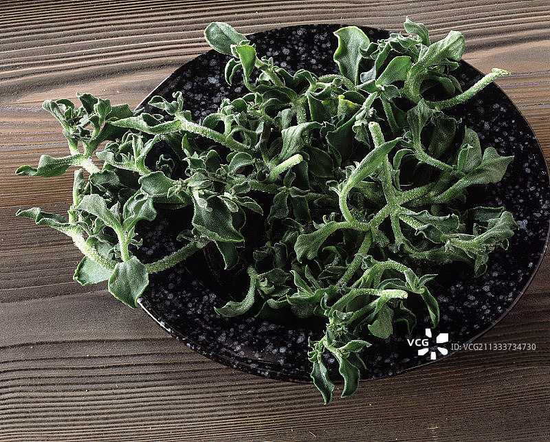 盆栽冰叶日中花图片素材