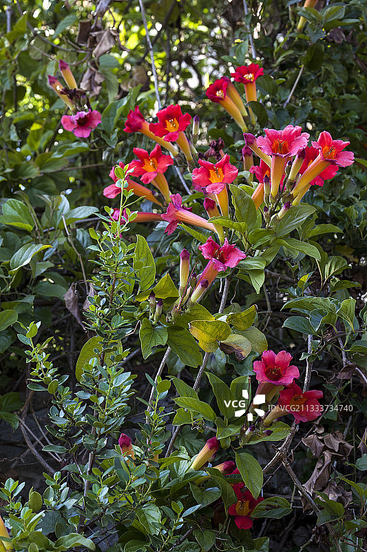 花园中盛开的鲜红色炮仗花图片素材