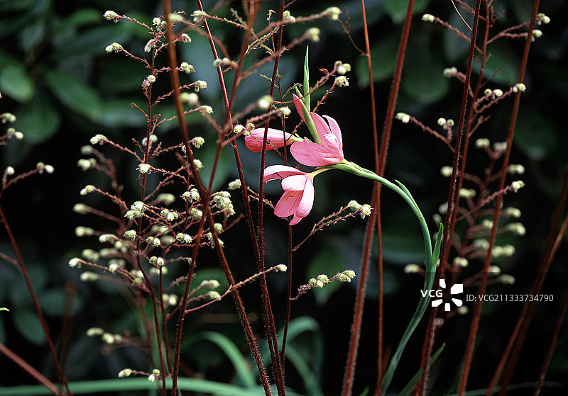 旗“赫加蒂夫人”和珊瑚铃“哈利·海”图片素材