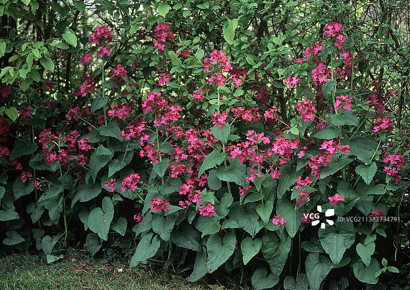 花园里盛开的农作物图片素材