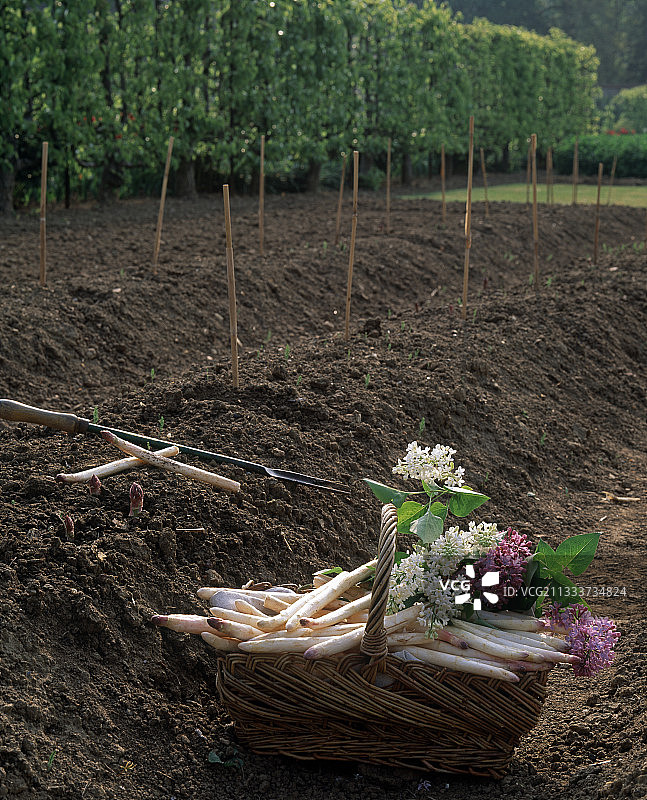 厨房花园里收获的芦笋图片素材
