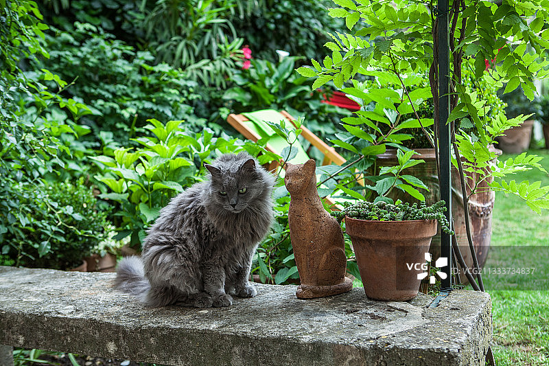 花园露台上的沙特尔猫图片素材