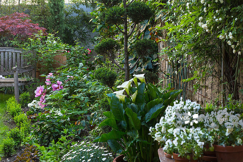花园中盛开的马蹄莲图片素材