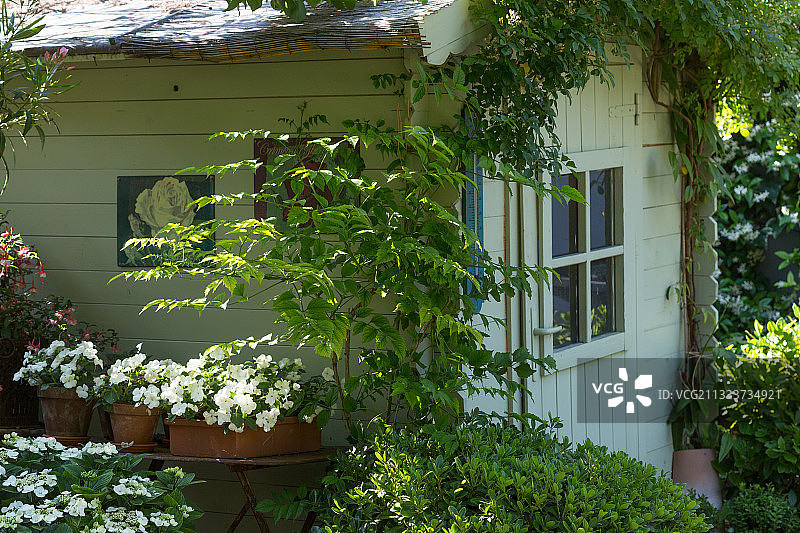 花园棚屋前盛开的凤仙花图片素材