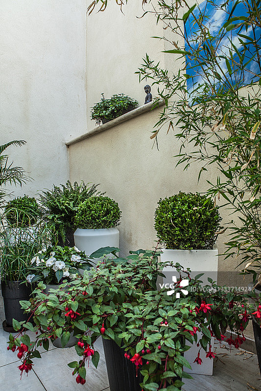 庭院花园中盛开的倒挂金钟花图片素材