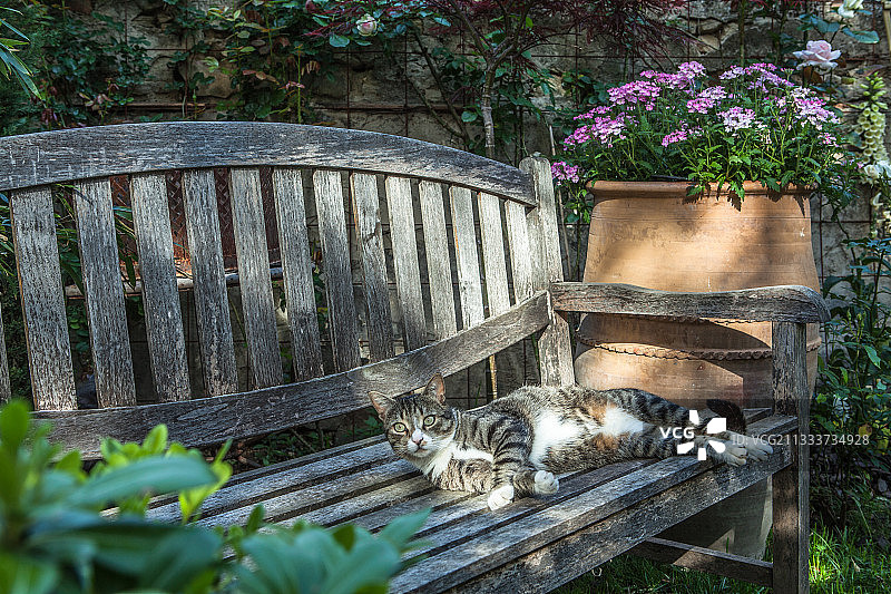 城市花园长椅上的猫咪图片素材