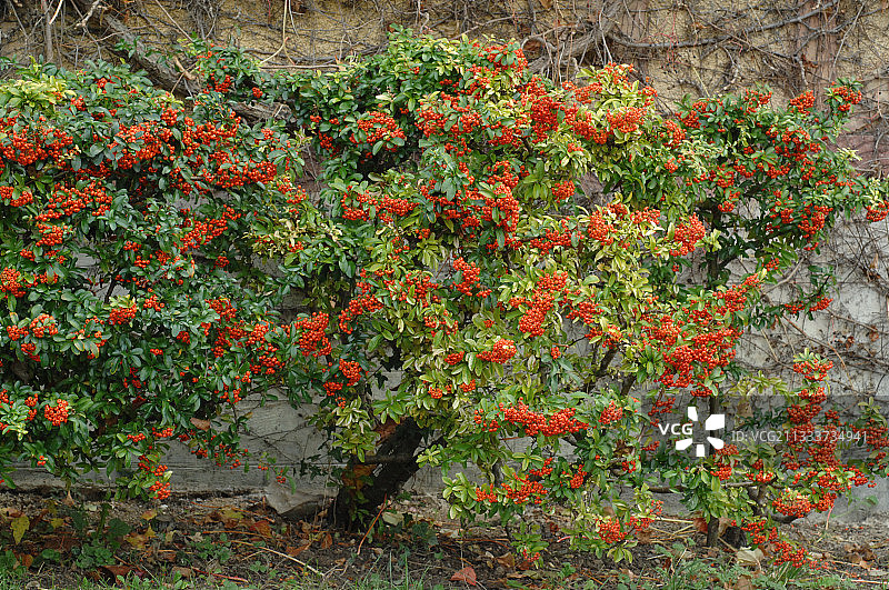 花园里结果的火棘图片素材