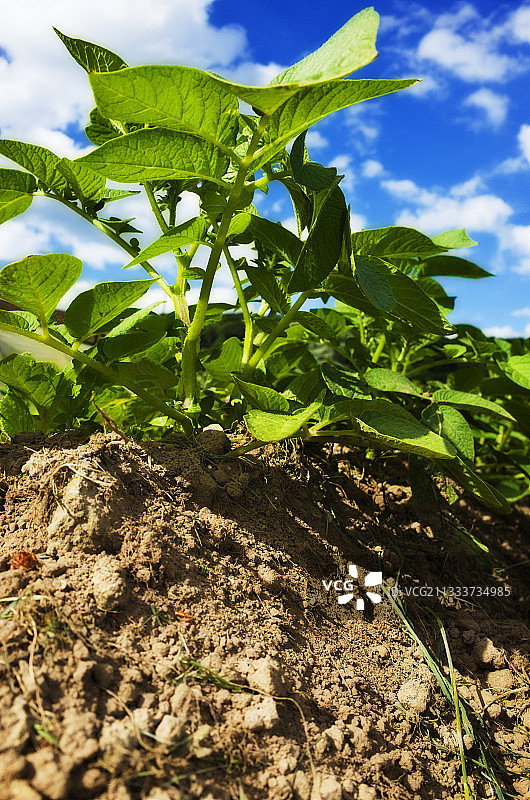 菜园里的丰特奈美女土豆图片素材