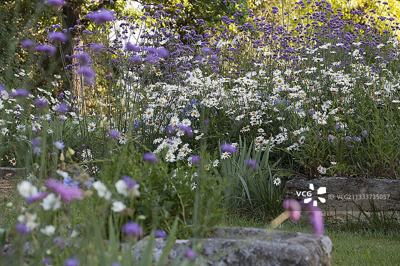 Chateau de Carles花园的紫 Verbena和雏菊图片素材
