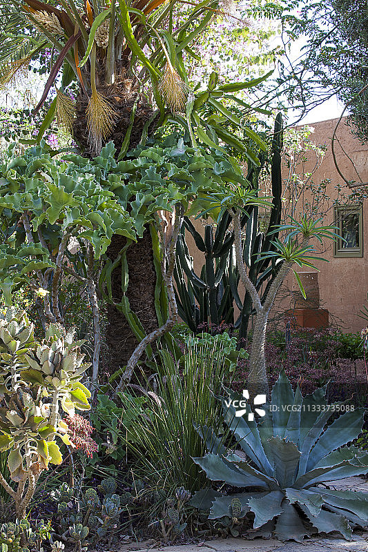 园艺师：Ossart and Maurieres，银波叶大戟图片素材