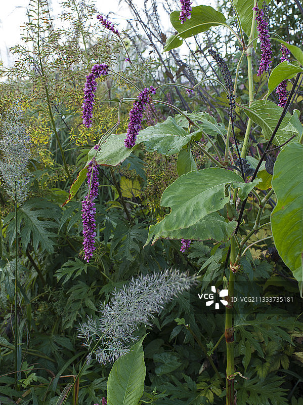 秋季花园中盛开的蓼图片素材