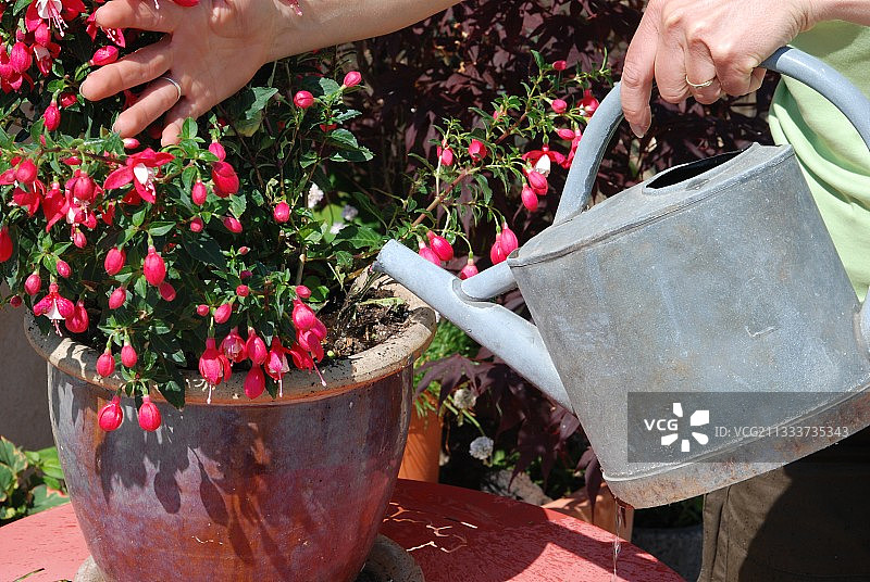 用有机肥浇灌图片素材